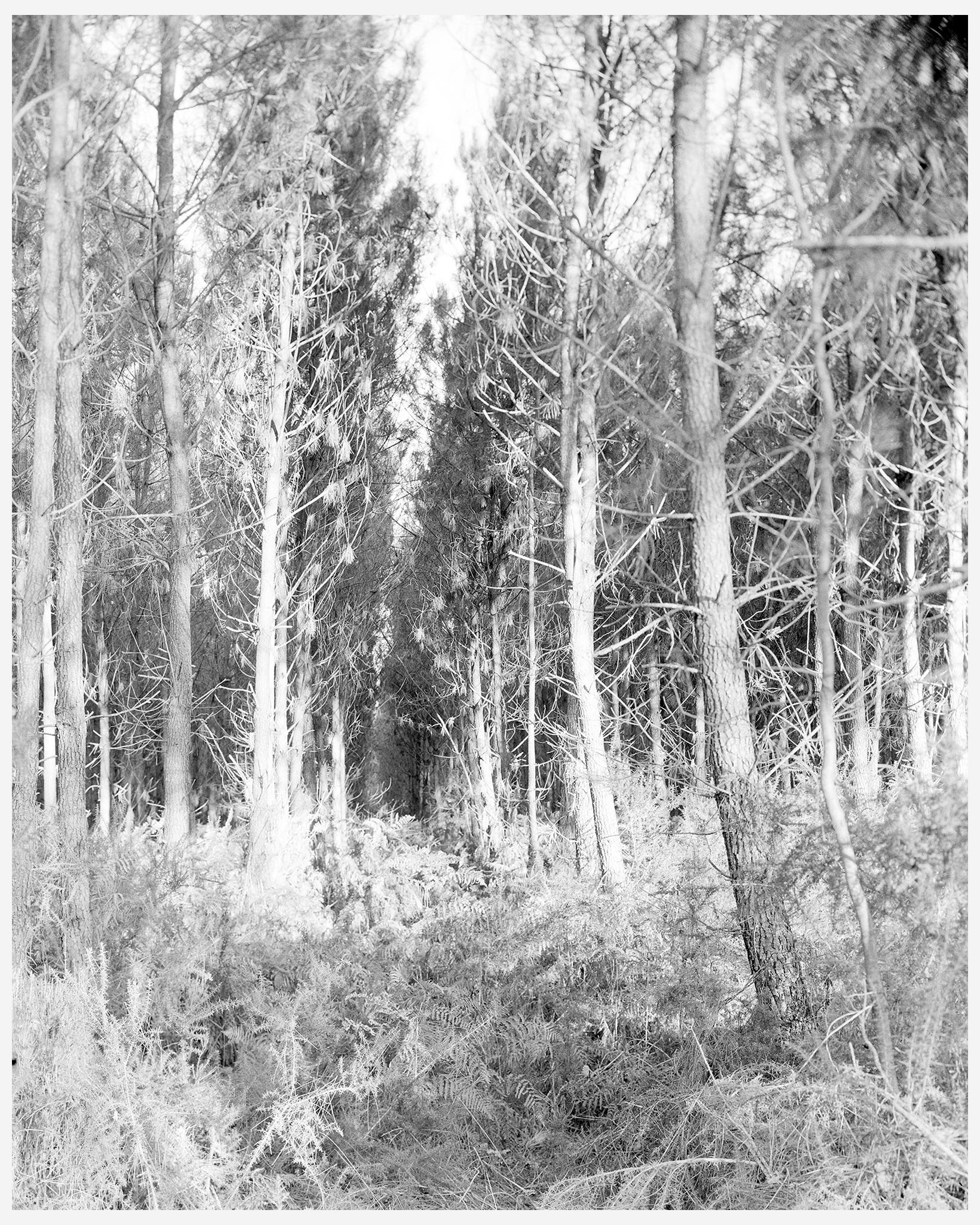 Paysage forestier des Landes de Gascogne entre pins et fougères par une chaude après-midi d'été