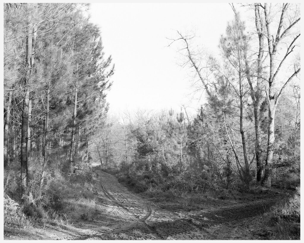 crossed Chemin sablonneux courant au milieu des pins dans une foret des Landes de Gascogne bordé d'un lac par une chaude après-midi d'été