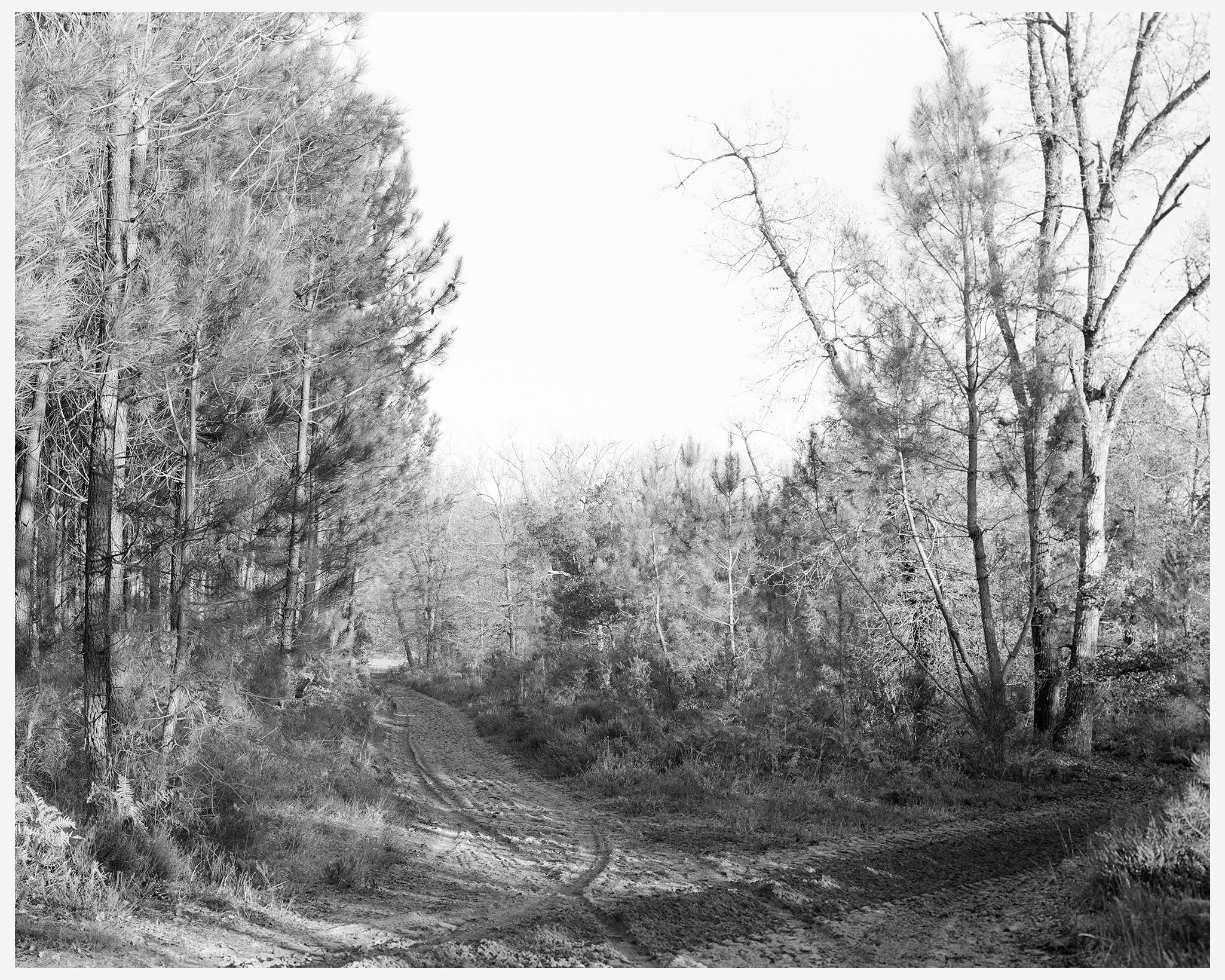 Chemin sablonneux courant au milieu des pins dans une foret des Landes de Gascogne bordé d'un lac par une chaude après-midi d'été