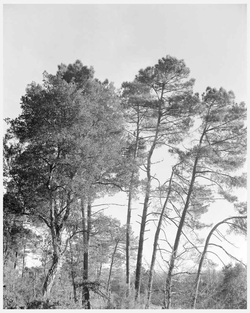 trees Paysage forestier des Landes de Gascogne par une chaude après-midi d'été