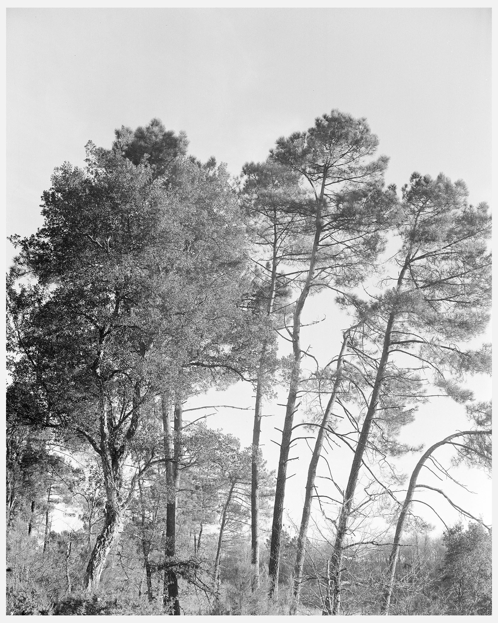 Paysage forestier des Landes de Gascogne par une chaude après-midi d'été